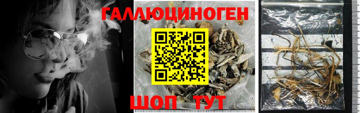 где можно купить наркотик  Вход с VPN  Тимашёвск  Псилоцибиновые грибы MAGIC MUSHROOMS  Псилоцибиновые грибы мицелий 